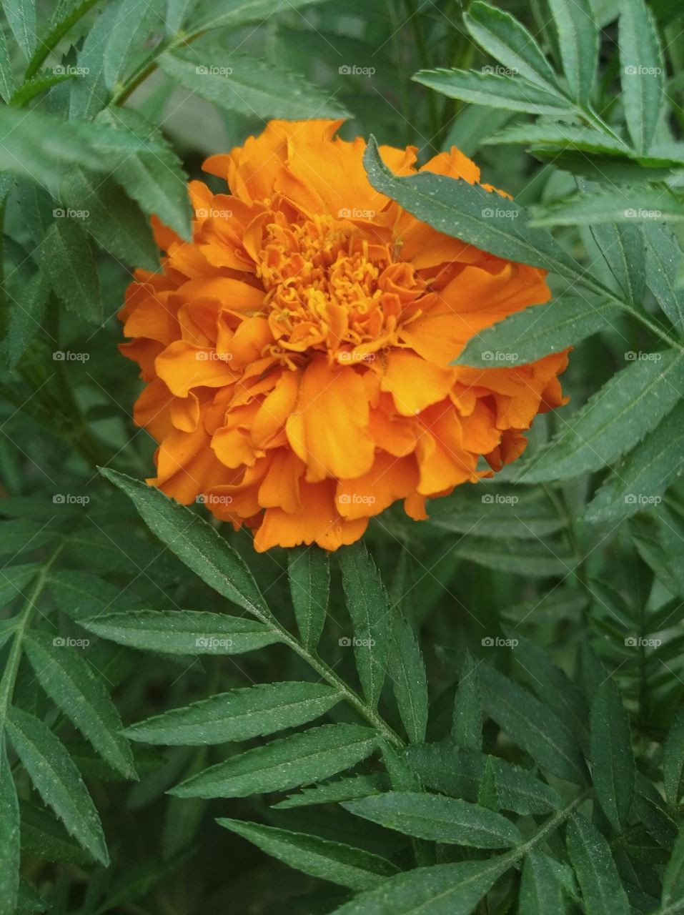 marigold yellow flower seasonal fresh shurb small size looks very beautiful generally found everywhere seasonal