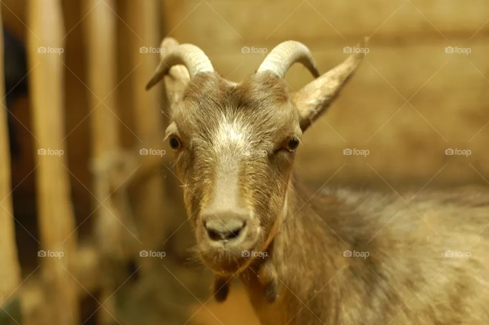 goat