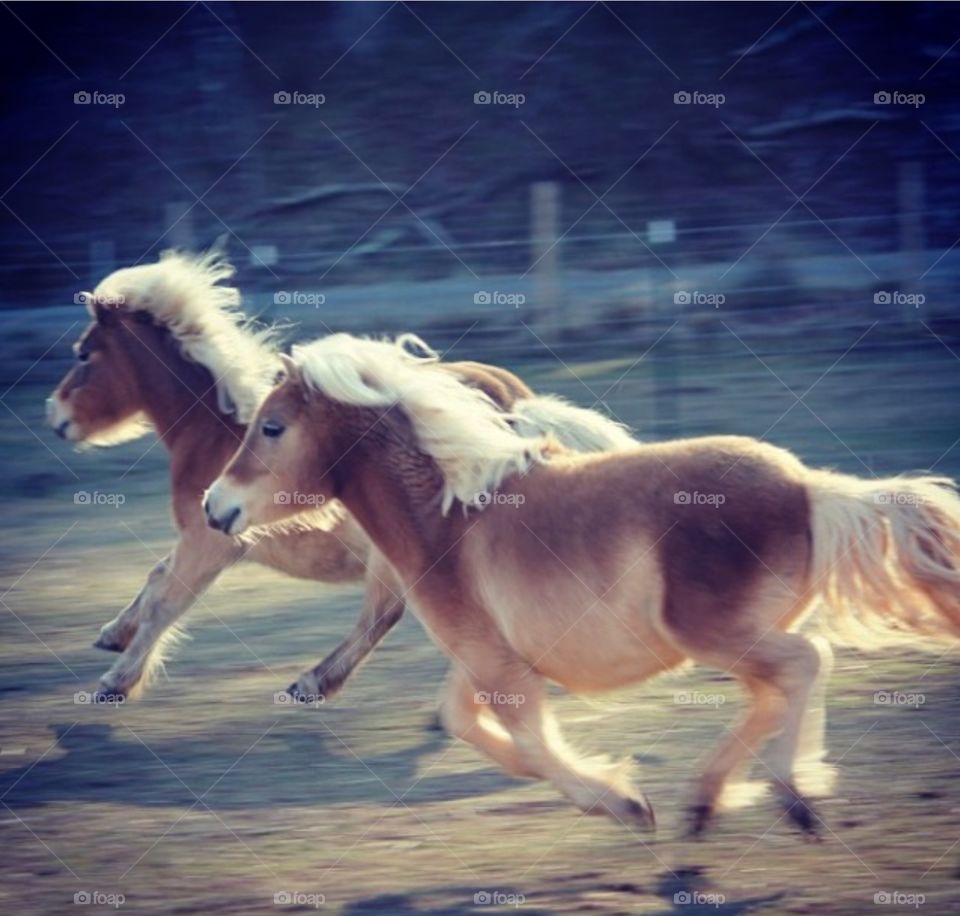 Horses in the wind. Horses running I took a photo of on a horse ranch