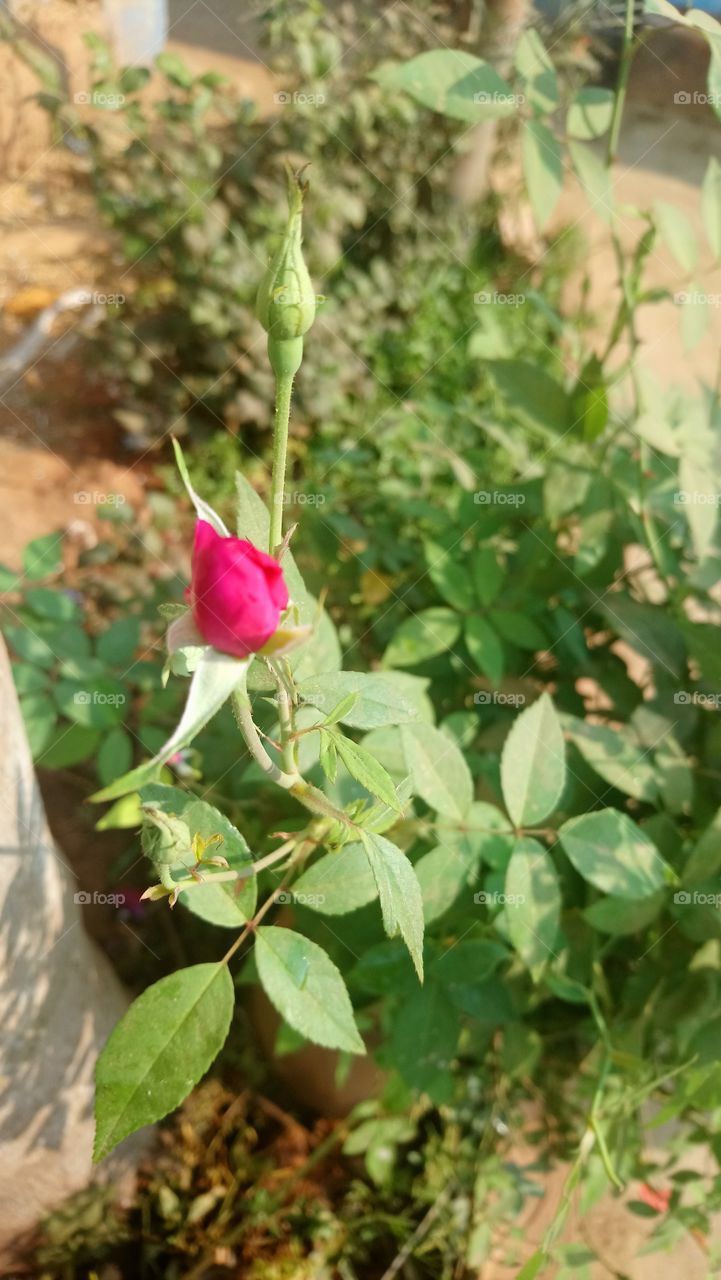 🌹 rose.... Love it... 😍