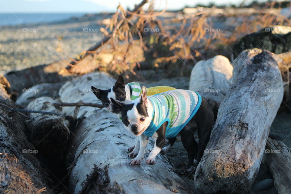 Another day at the beach with pups but this time some beautiful late afternoon winter sun warmed us while we took in the views. My wussy Boston Terriers hate getting cold so they had their shirts on when clambering around on the driftwood. 