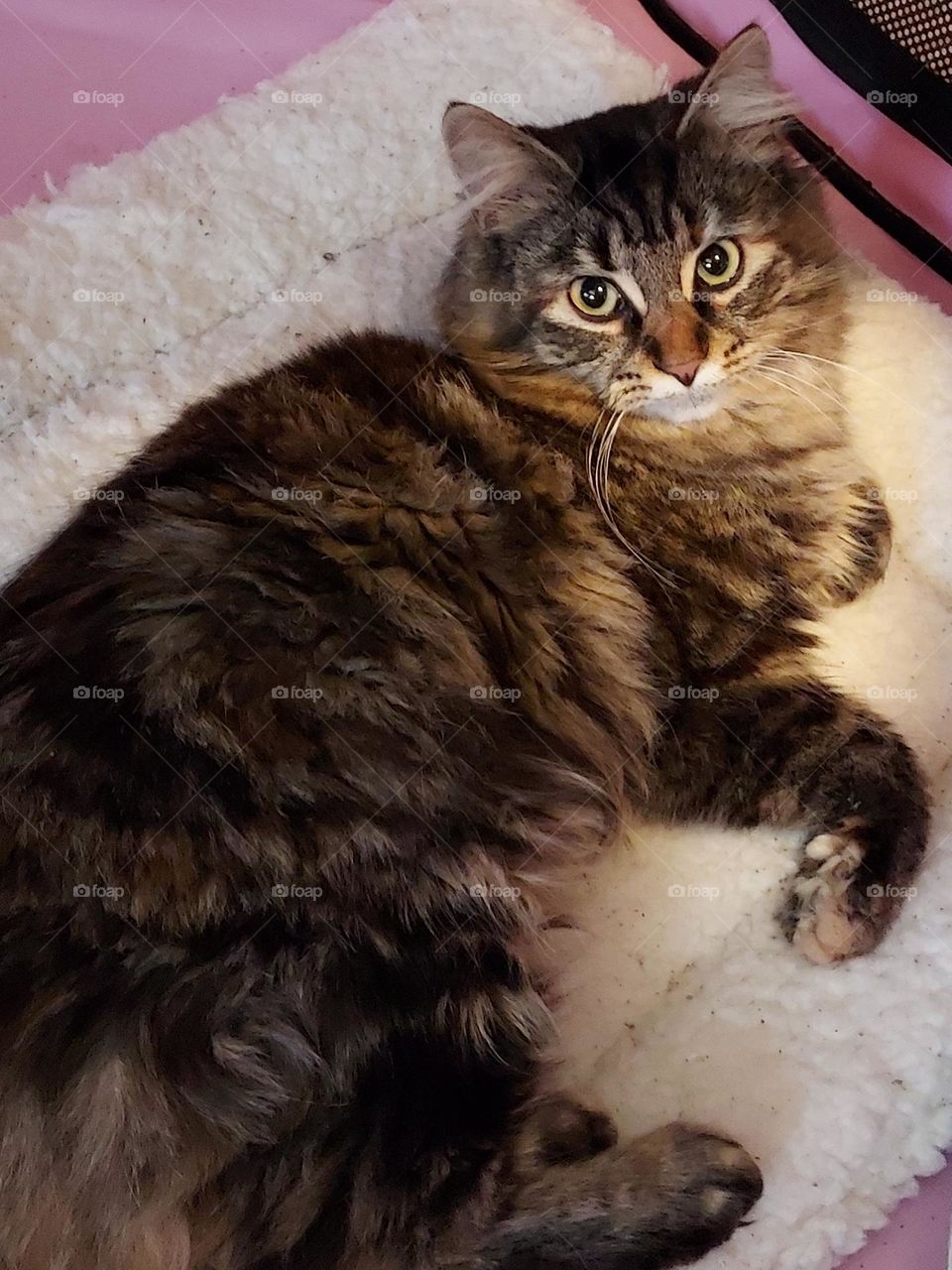 beautiful long-haired tabby cat