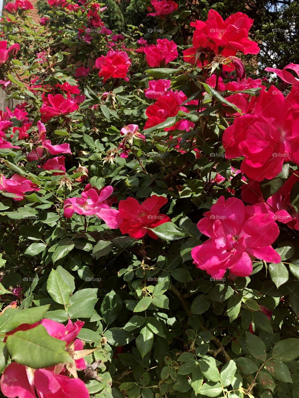 Pretty Rose bush