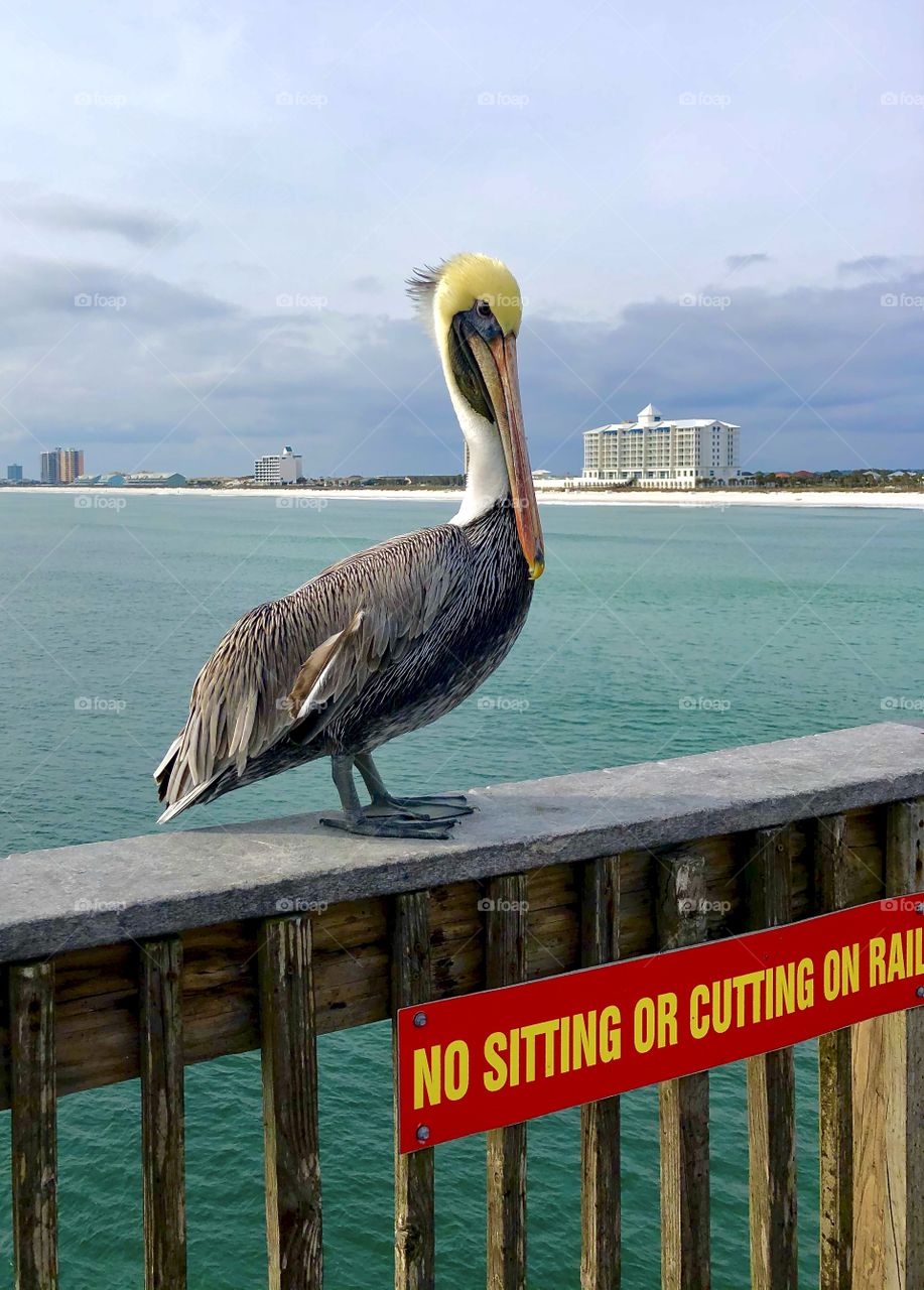 Disobedient pelican on fishing pier 