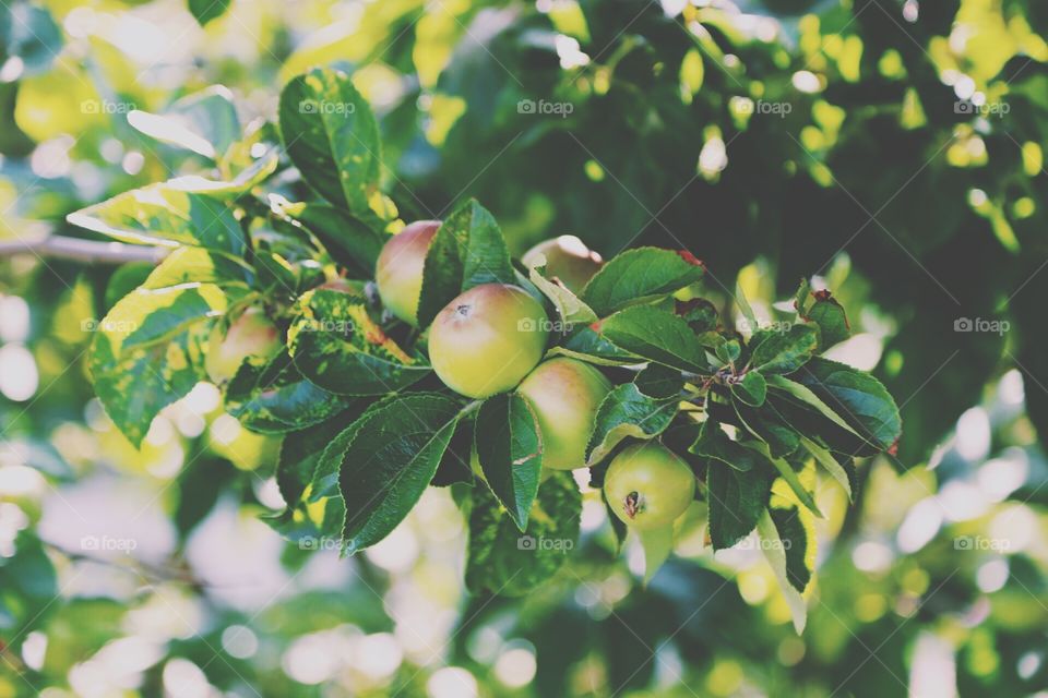 Apple tree. Apple tree with small green fresh apples in the sunny weather