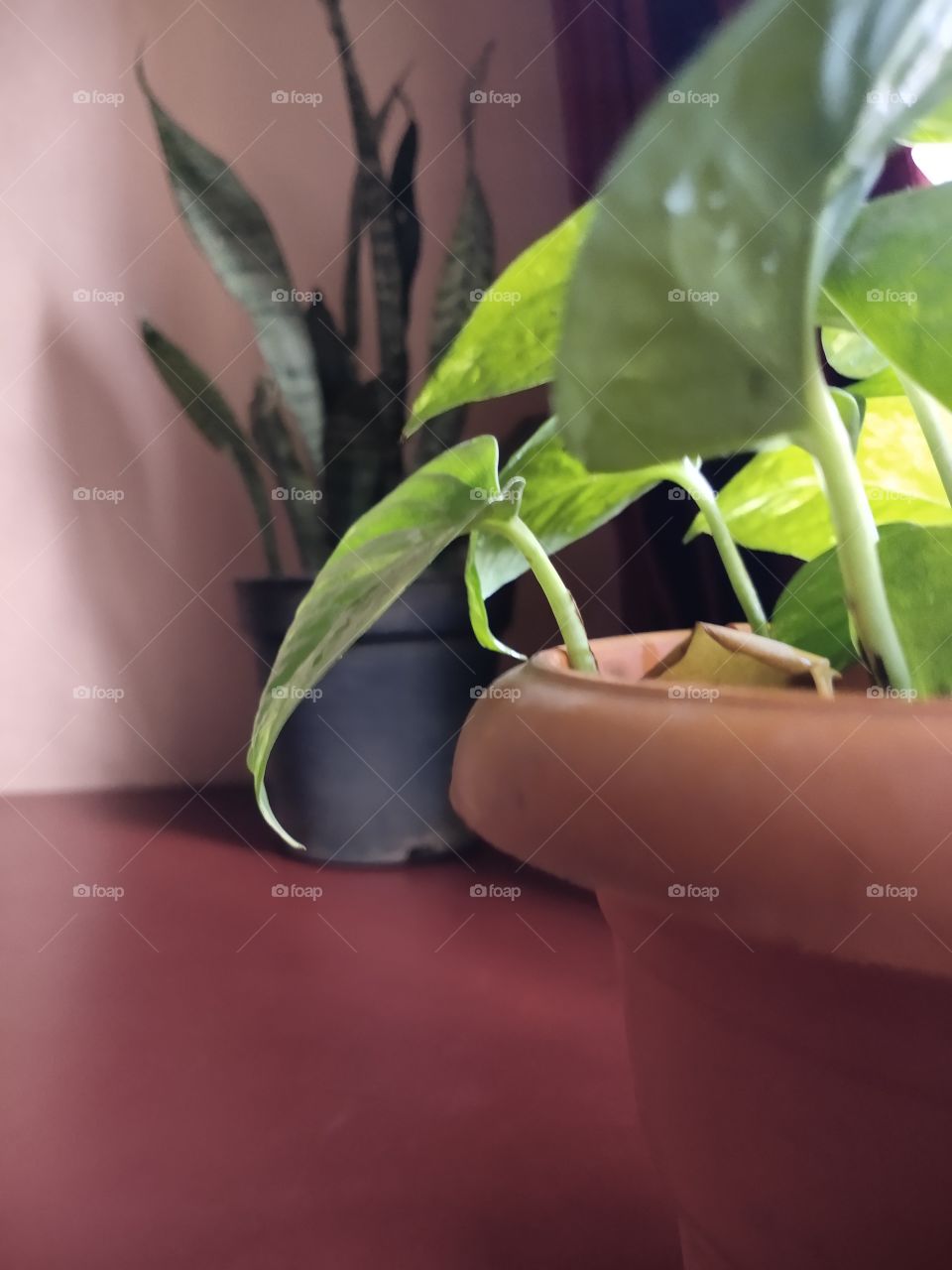 Green plants are always represents freshness and prosperity which motivate us to live happily