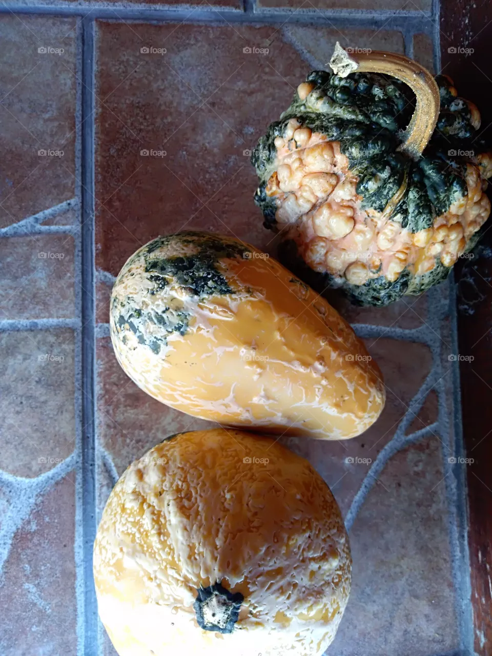 pumpkins