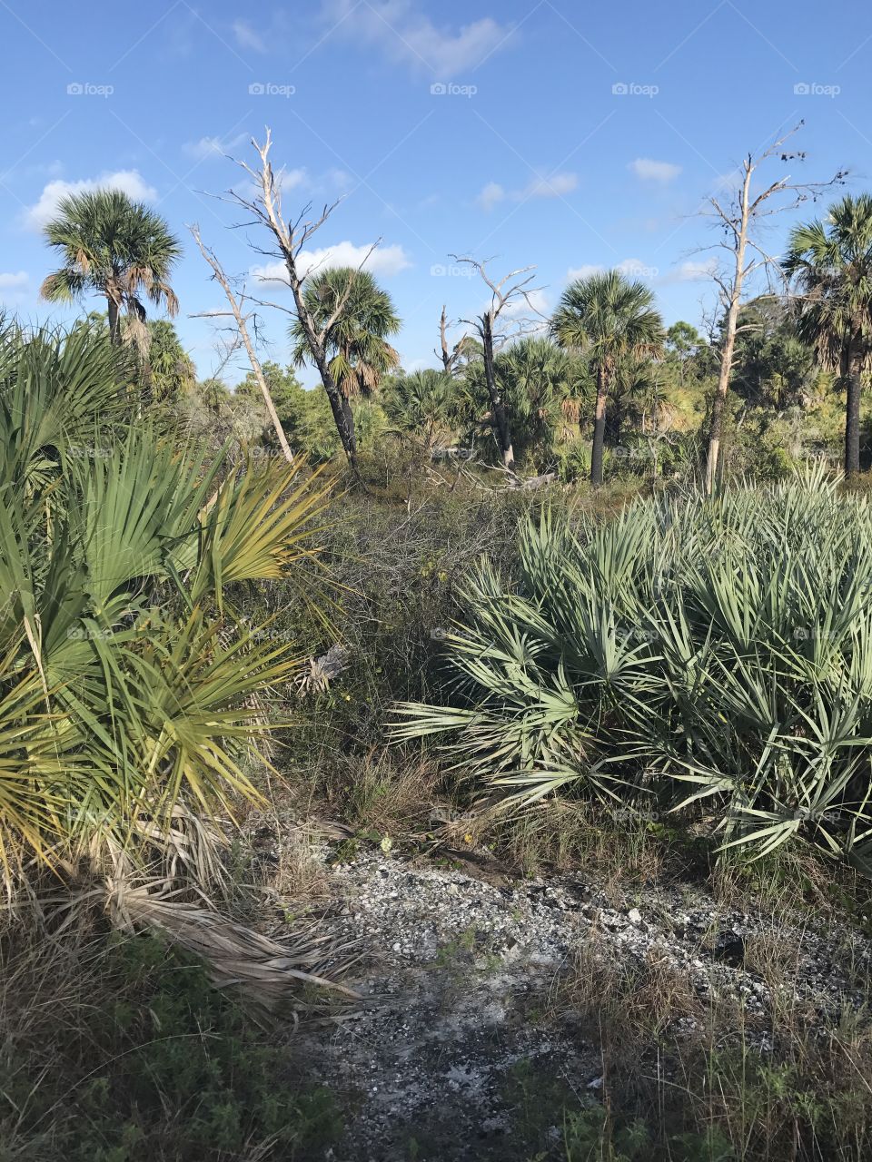 Natural Florida