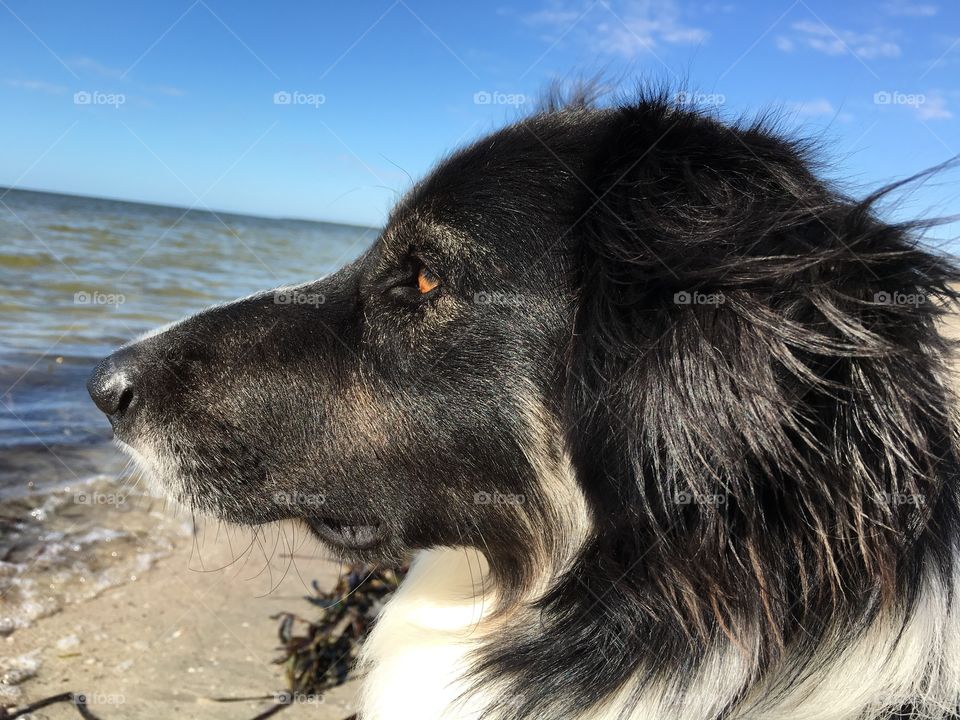 Peter the Border Collie at the beach, profile