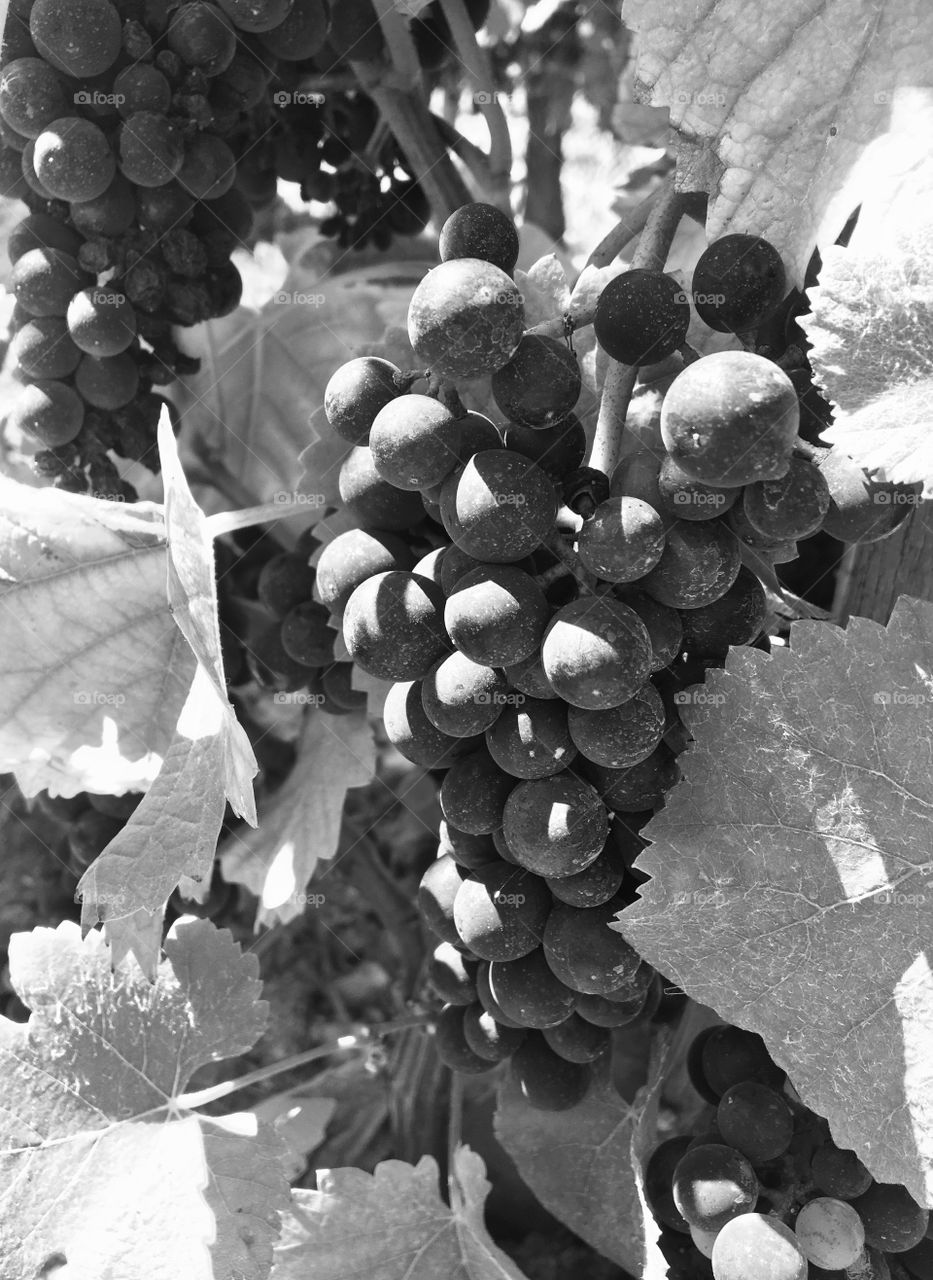 Sunny grapes in B&W