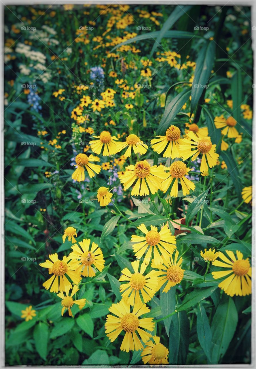 flowers in late summer
