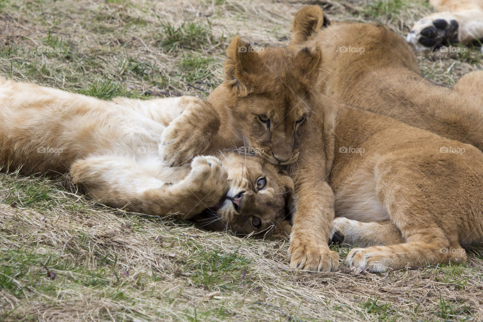 Lion cup playing in grass