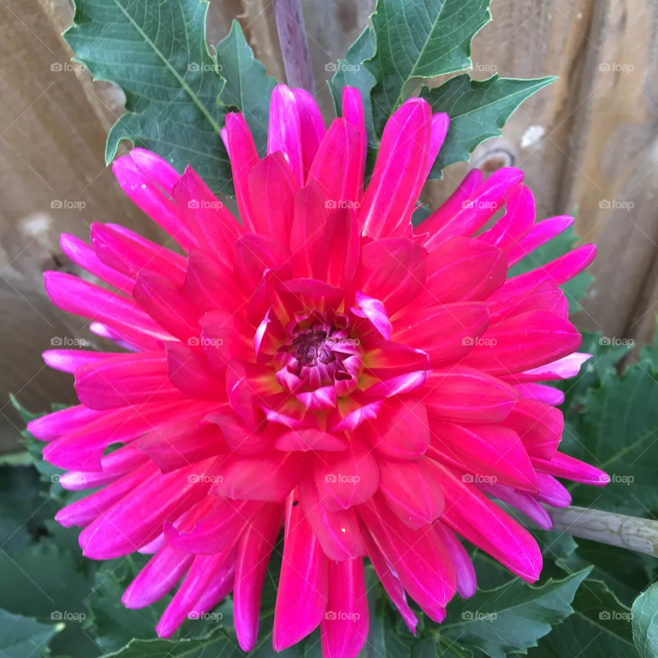 Dahlia 