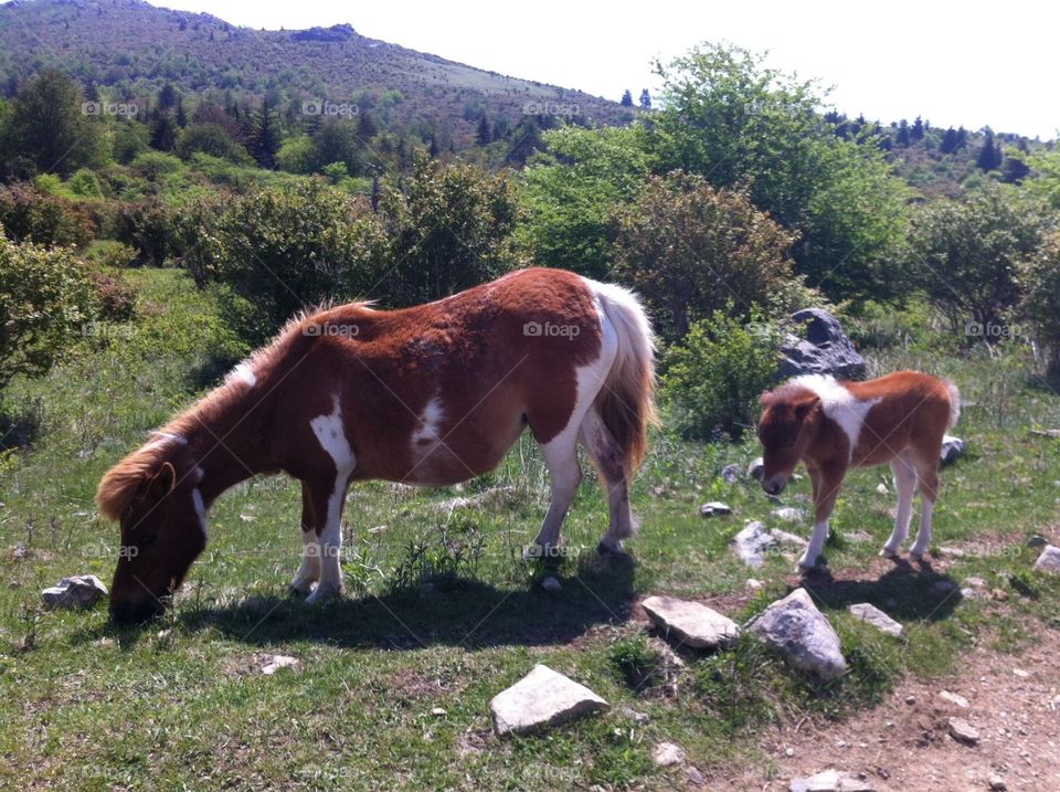 Grayson Highlands Mom and Baby. Taken at Grayson Highlands State Park. The "wild" ponies are adorable and remarkably friendly. 