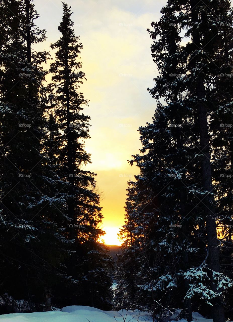 Sunset in the forest 