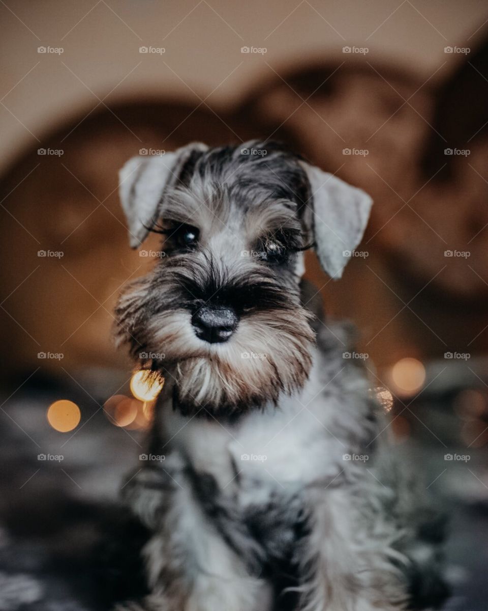 Little cute dog looking at the camera