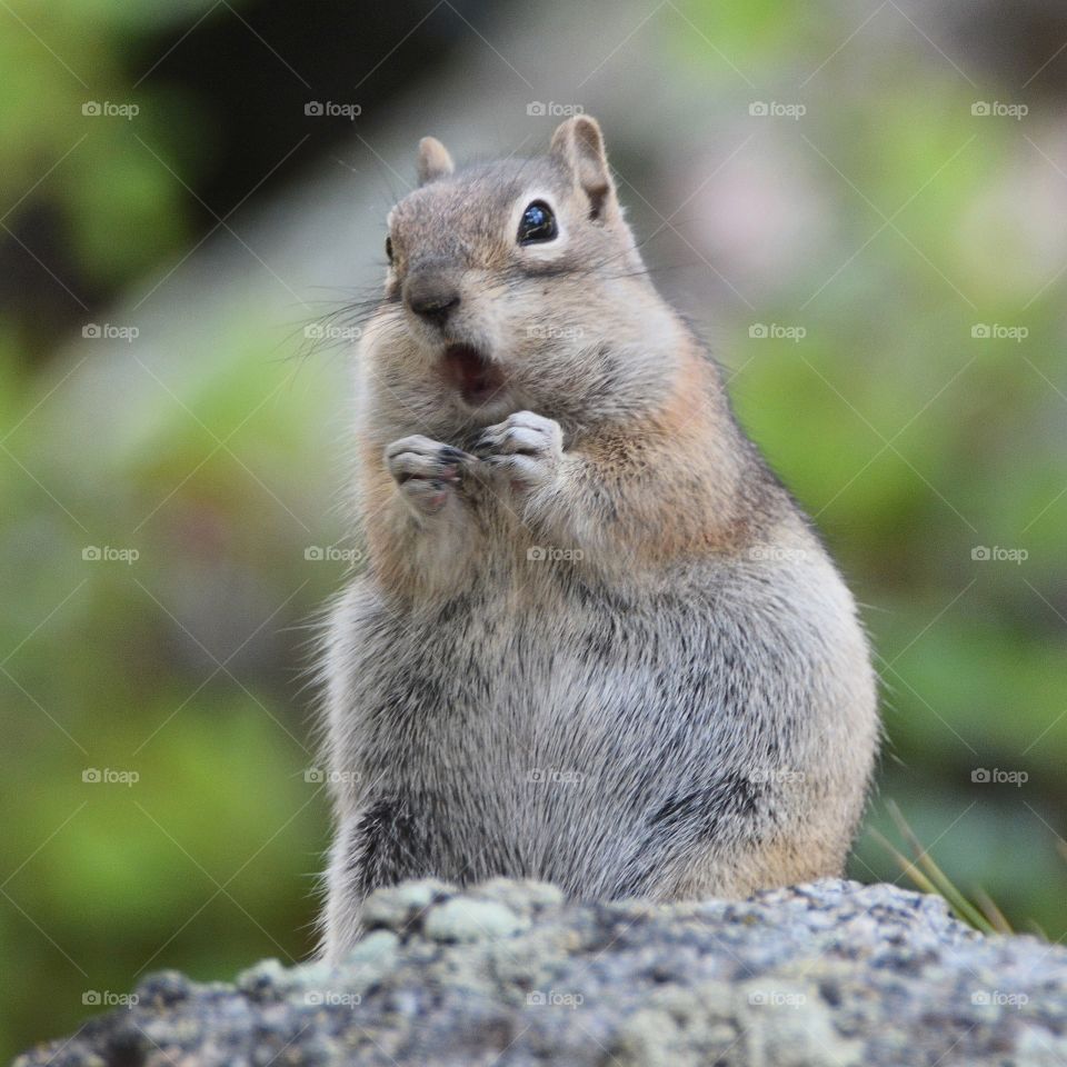 Ground squirrel 