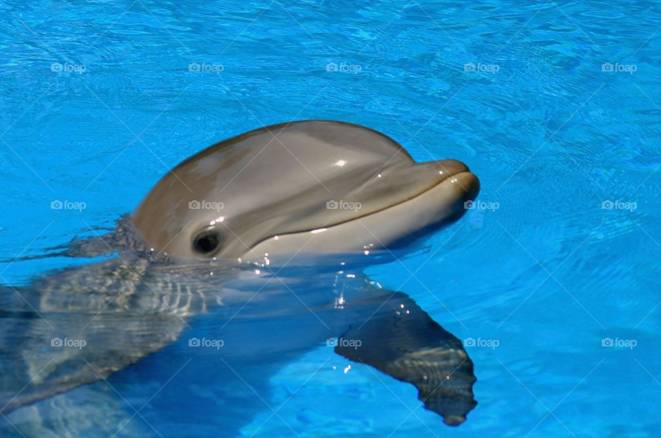 Dolphin . Close-up of a dolphin at sea world San Diego California