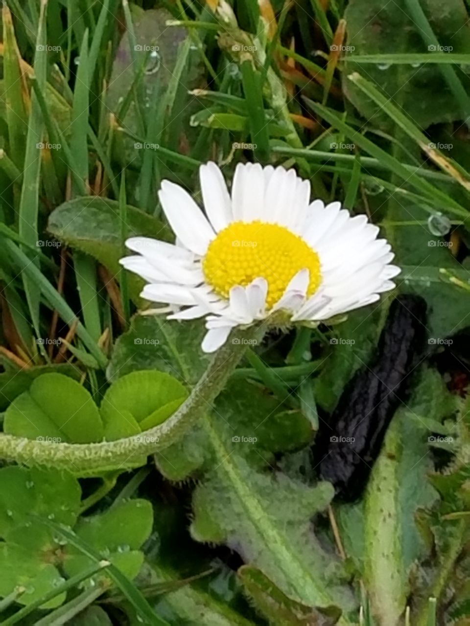Tiny white and yellow flower.