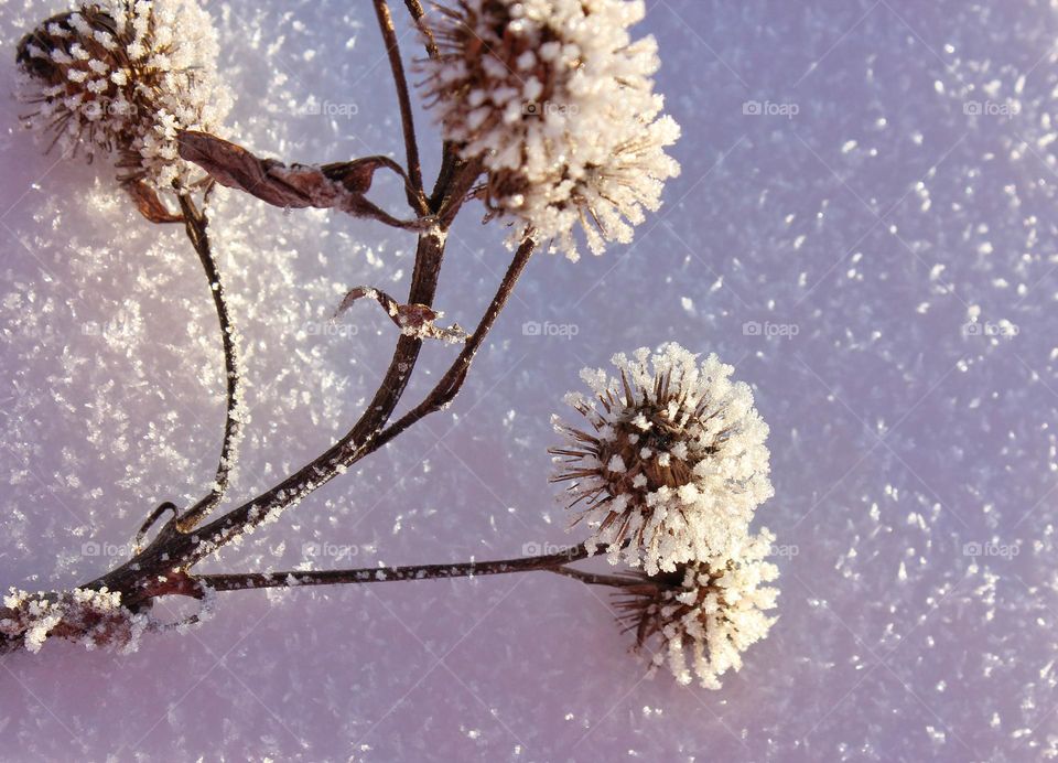 frozen grass thorns covered with snow and ice ice needles plants