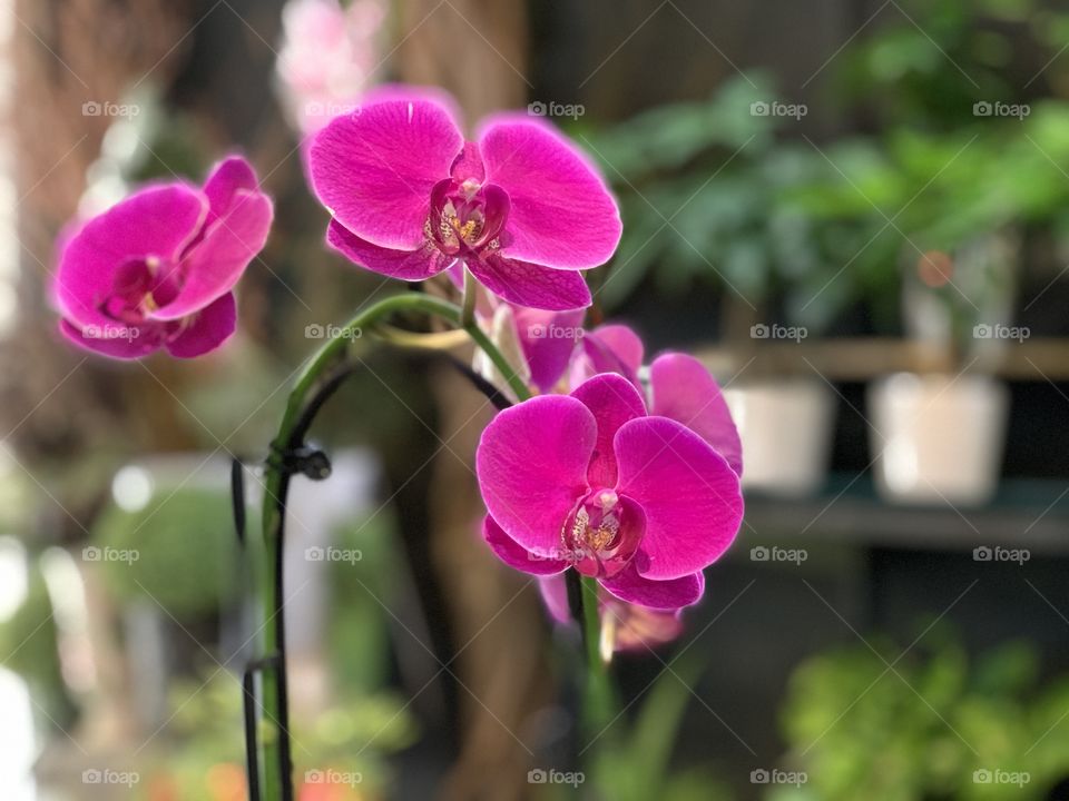 Beautiful flower blossoms of moon orchid.