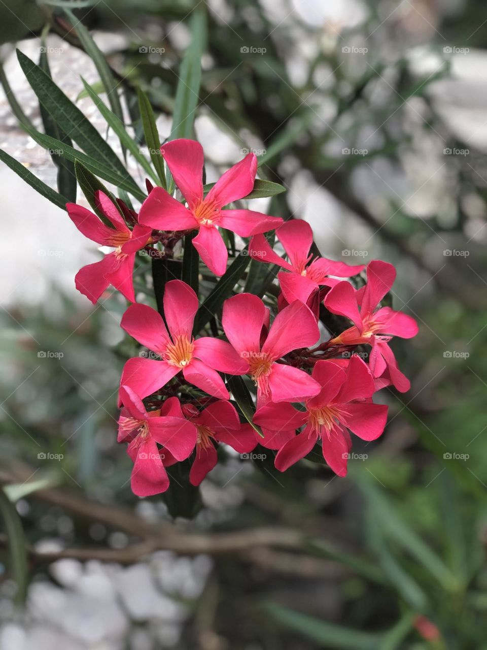 pink flowers in the square of Verona Italy