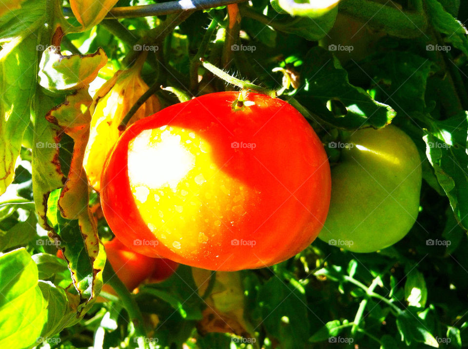 green leaves fresh tomato by blackpearl079