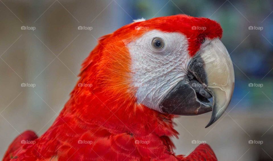 parrot beautiful portrait