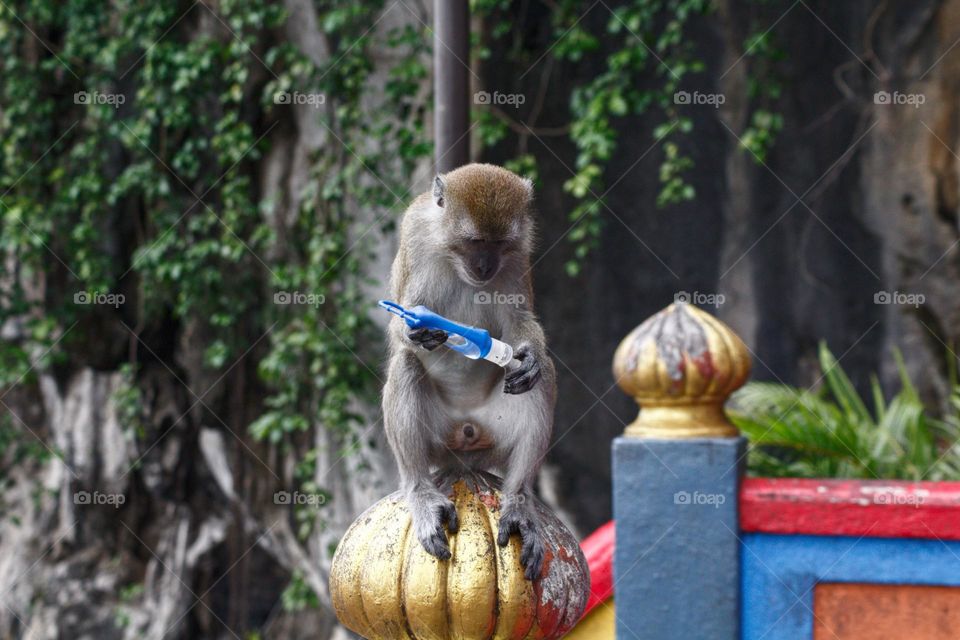 Monkey sitting on the stairs of a Malaysian temple playing with the disinfectant of a tourist showing human impact on the animals.