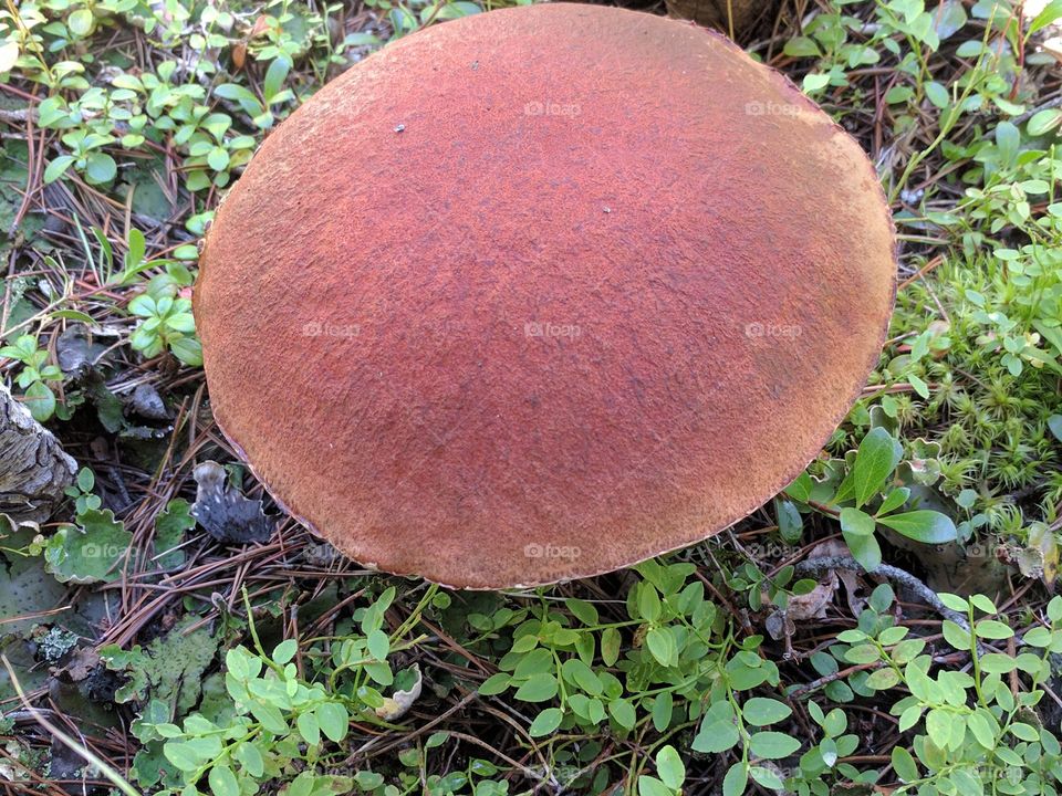 toadstool
