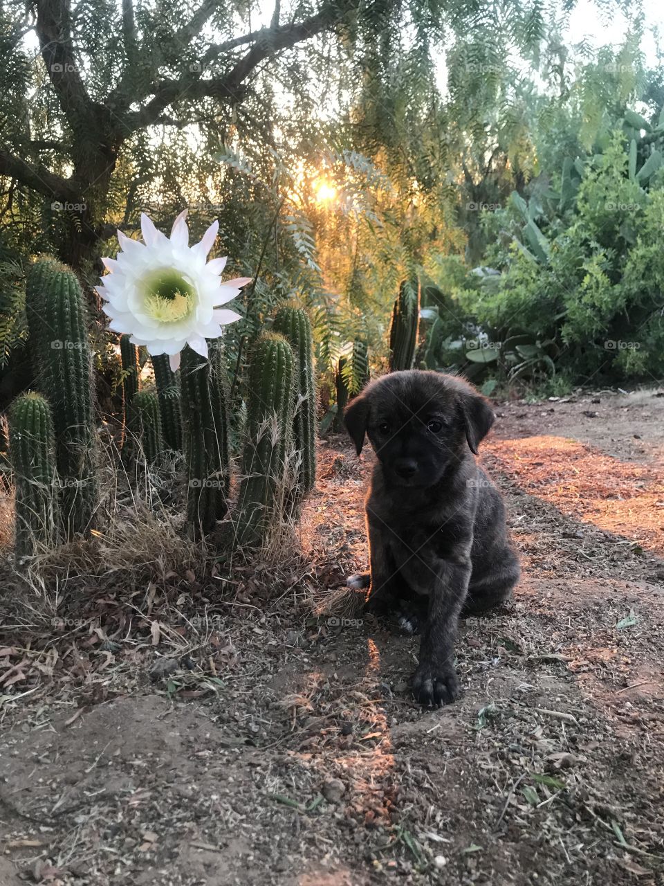 Pup in the afternoon 