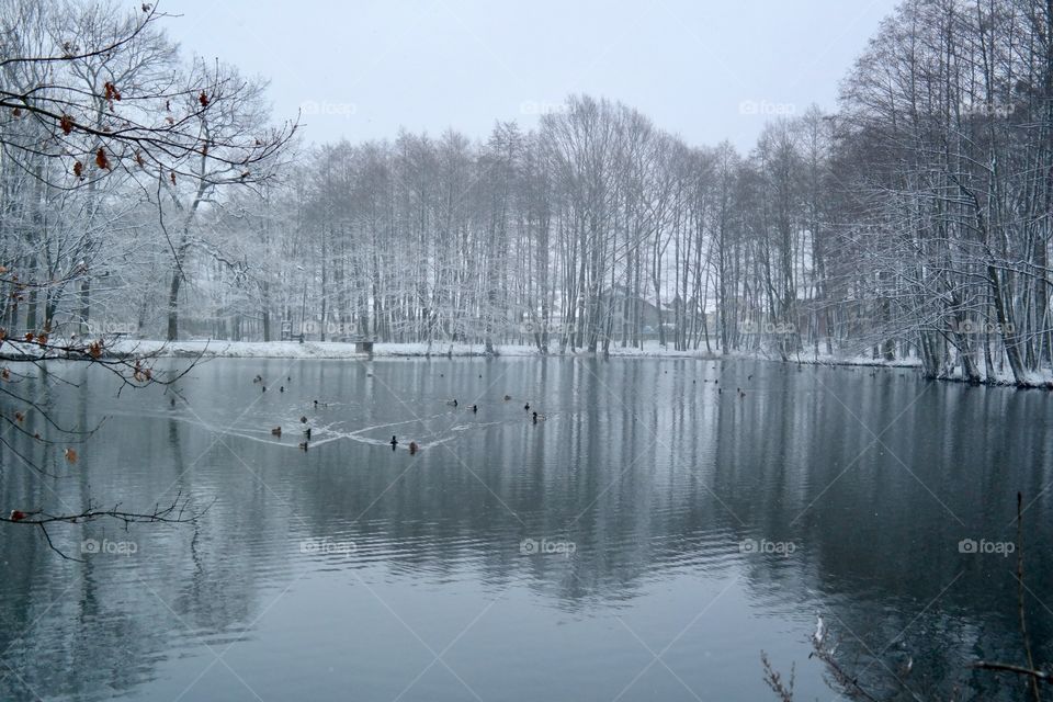 Snowy morning in the park 