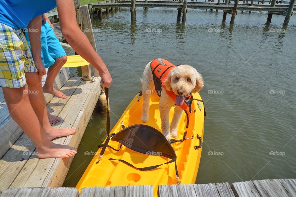 Kayaking dog