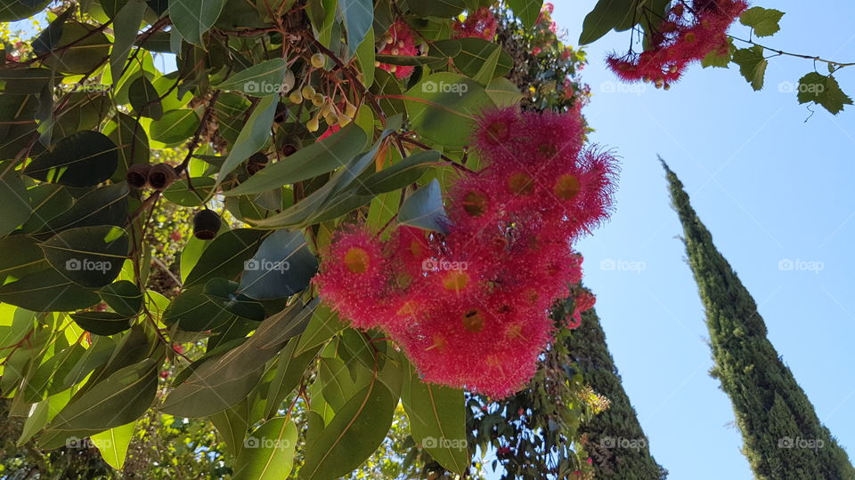 Pink fluffy flowers on a tree Stellenbosch South Africa