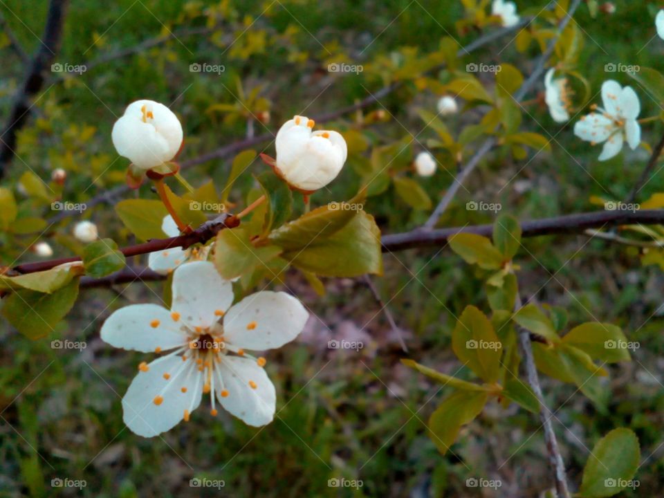 Flower, Nature, Tree, Apple, Leaf