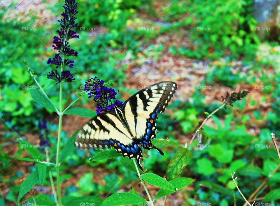 Close-up of butterfly on flower