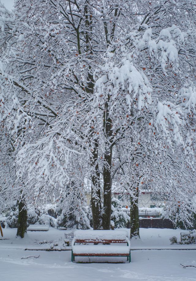 Sitting bench under a snow-covered tree in a park in Switzerland, Europe