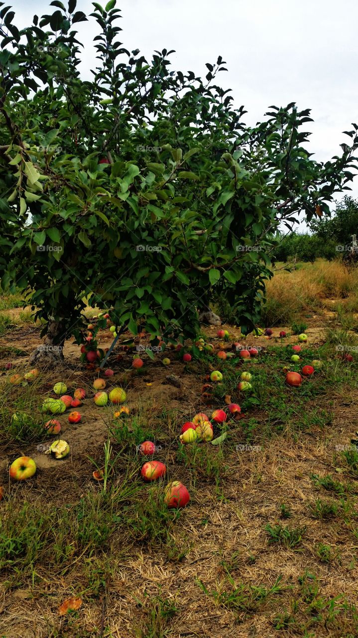 apple picking. having fun.