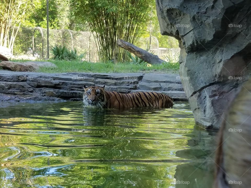 tiger on the hunt