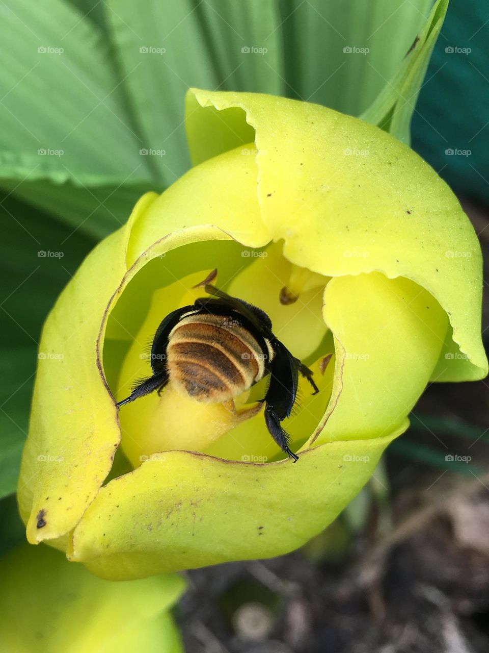 Bee, polinizador 