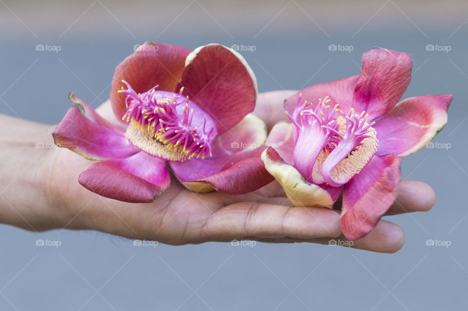 Flower of cannonball tree (Couroupita guianensis) or Sal of India in hand