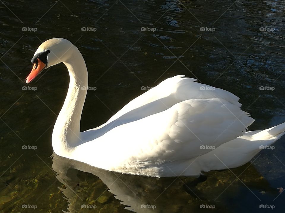 swan in munich