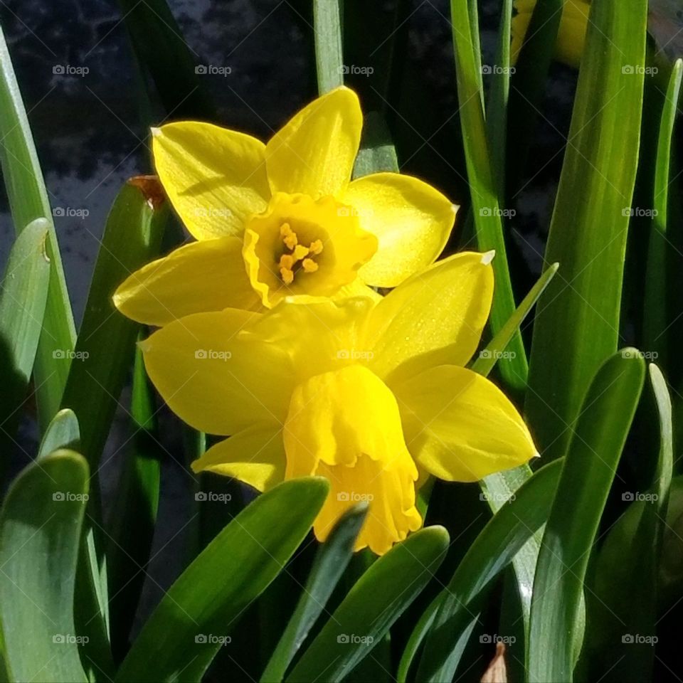 Color: Yellow.
twin daffodils in springtime.