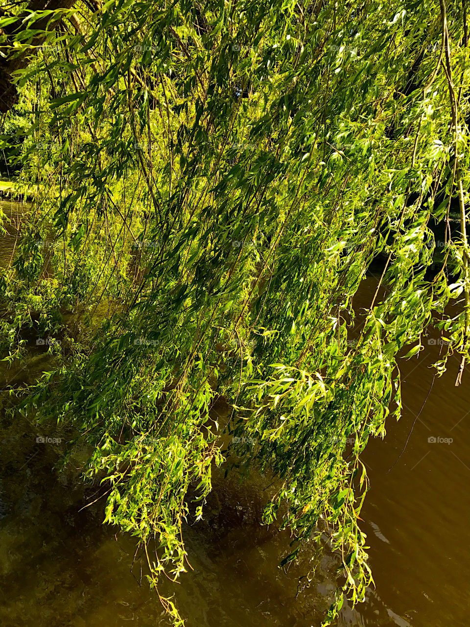 Weeping willow in the water