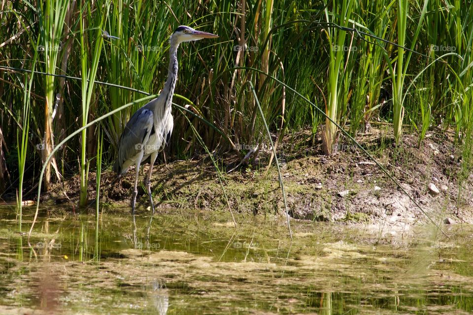 Heron on the lake