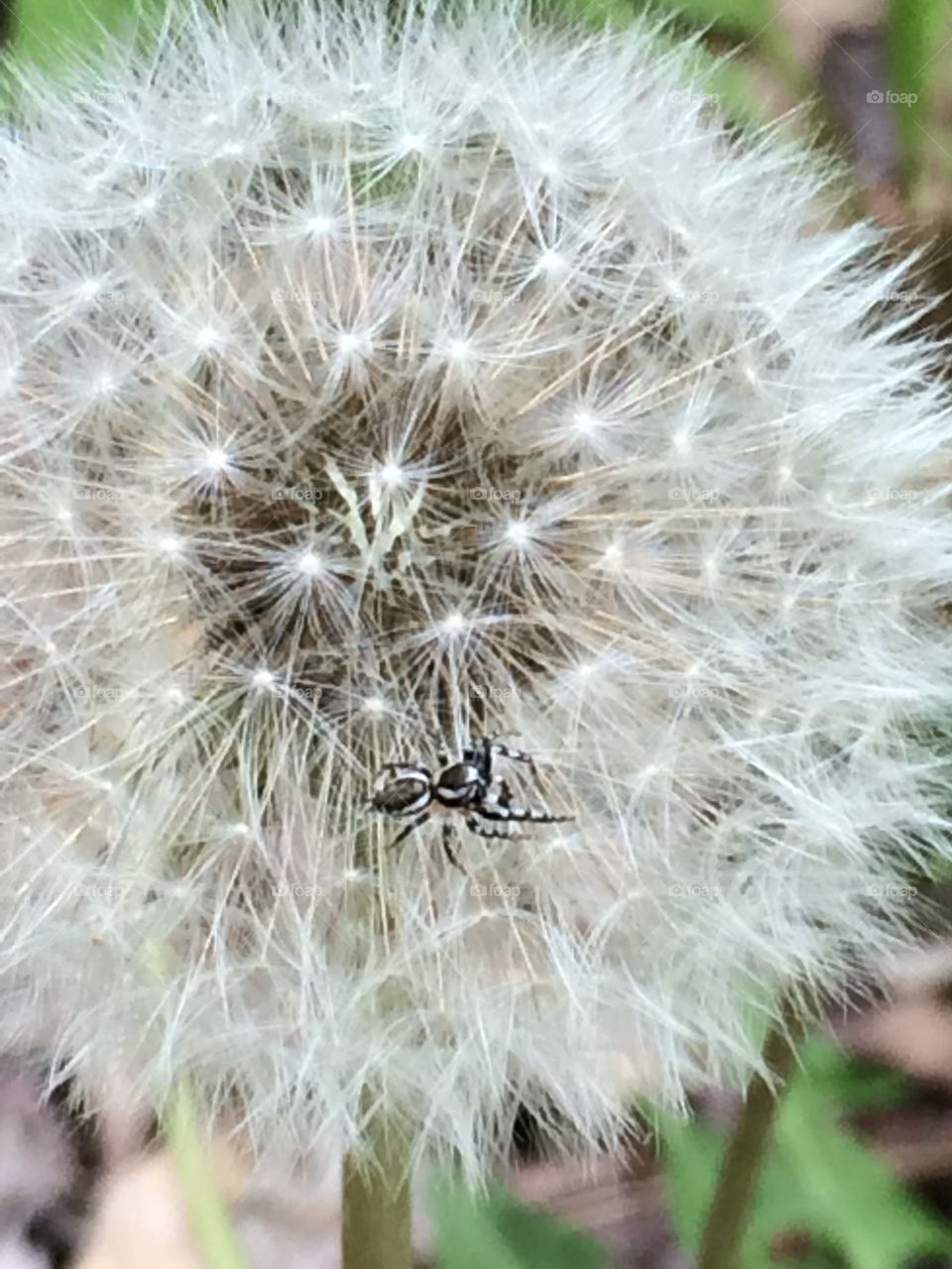 Mini spider