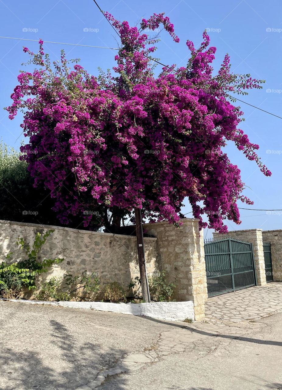 A deep purple bougainvillea blooms vibrantly beside a stone wall along a quiet roadway in Syvota, Greece. The road winds gently toward a secluded, hidden beach, hinting at the peaceful destination just beyond.