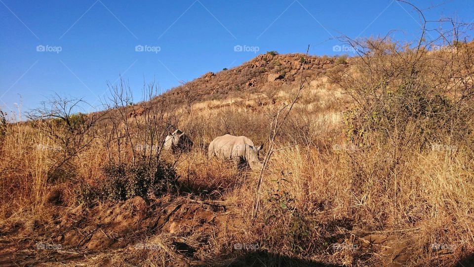 Beautiful rhinos grazing in their natural habitat in South Africa