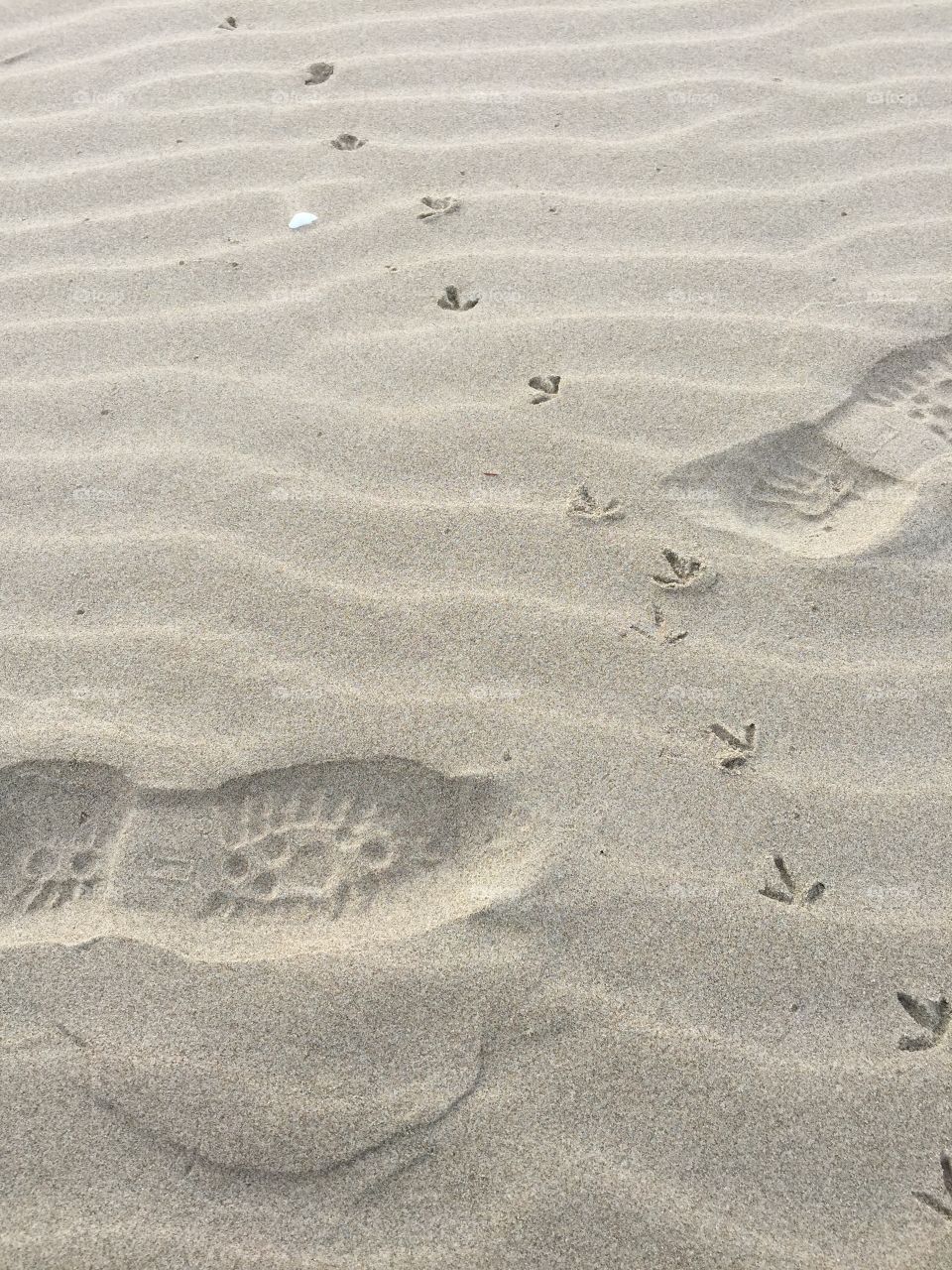 Footprint, Sand, Beach, Footstep, Sandy