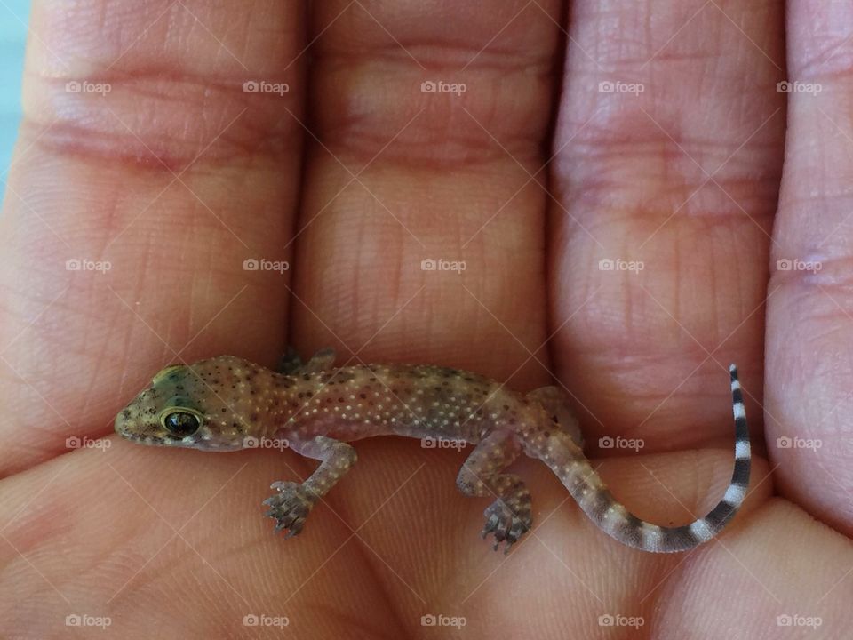 Tiny lizard